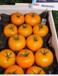 Pomidor żółty Bemaro (fot. AW)