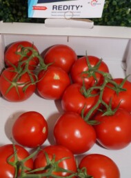 Pomidor Redity (fot. AW)
