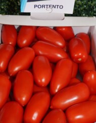 Pomidor Portento (fot. AW)