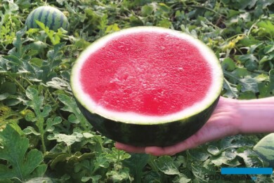Arbuz bezpestkowy Exotica (fot. Hazera)
