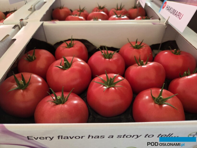 Pomidor malinowy Hakumaru ma już swoich następców z odpornością na ToBRFV (fot. AW)