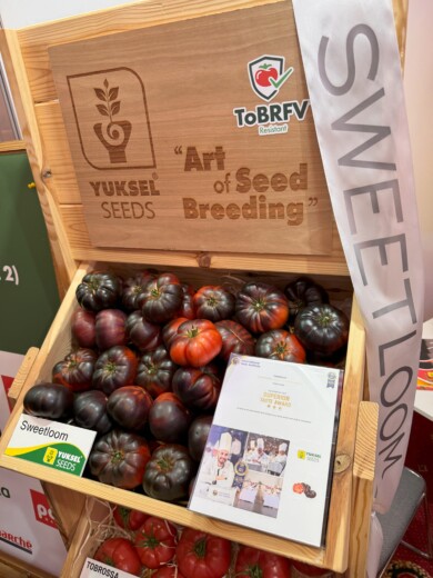 Drugą nagrodę Fresh Market Award otrzymał pomidor SweetLoom F1 (fot. Yuksel Seeds)