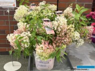 Hydrangea paniculata GROUNDBREAKER BLUSH_Wyróżnienie Dziennikarzy_Konkurs Roślinnych Nowości 2025_Zieleń to Życie; fot. A. Cecot