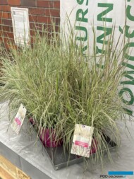 Schizachyrium scoparium ‘Chameleon_1. miejsce w Internetowym Plebiscycie_Konkurs Roślinnych Nowości 2025_Zieleń to Życie; fot. A. Cecot
