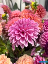 dalia 'Sandra'_Zakazany Ogród_Zieleń to Życie 2025_fot. A-Cecot