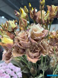 Eustoma 'Montana Brown' ze stoiska hurtowni Bloomwave_ZielenToŻycie 2025_fot. A-Cecot