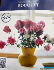 Bloom’Z Bouquet z belgijskiej firmy FlorAmor_ szczególne odmiany doniczkowych azalii_Zieleń to Życie 2025__fot. A. Cecot