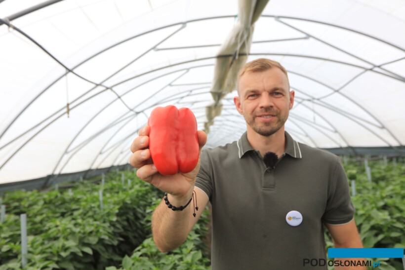 Piotr Dutkowski z firmy Yara na plantacji papryki, nawożonej wg zaleceń firmy Yara, Superba Green Forte (fot. M. Podymniak)