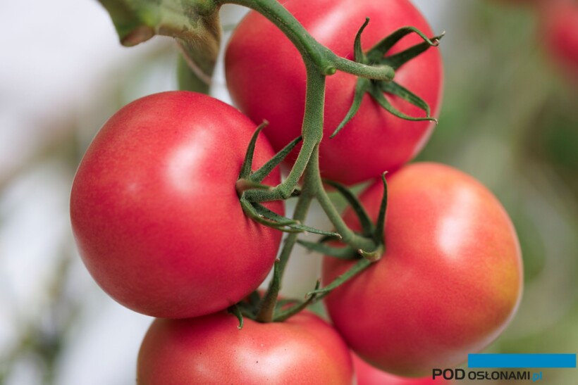 Pomidor 72-BF4005 Pink 39 (fot. RZ)
