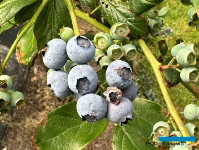 szara pleśń borówka