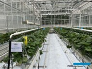 Produkcja truskawek w wełnie skalnej