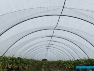 Produkcja truskawek w wysokich tunelach