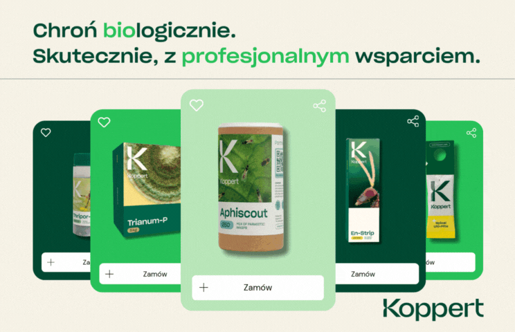Koppert 620x400 pod osłonami wywiad z Małgosią
