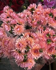 Dalie 'Labyrinth'_fot. Pod Groblą