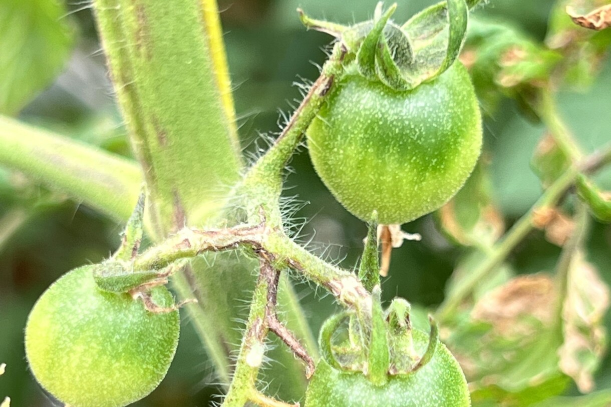 Wirus ToBRFV może dawać różne objawy na roślinach i owocach pomidora (fot. PS)