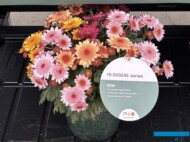 mix odmian chryzantemy z nowej serii o anemonowych kwiatostanach pokazanej podczas FlowerTrials 2025 jeszcze bez nazwy_Royal Van Zanten_fot. A-Cecot