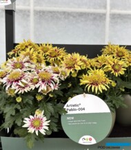 Chryzantemy - odmiany z gr. Artistic Pablo_Royal Van Zanten_FlowerTrials_fot. A-Cecot
