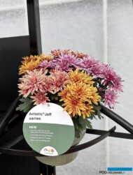 Chryzantemy - mix odmian z gr. Artistic Jeff_Royal Van Zanten_FlowerTrials_fot. A-Cecot
