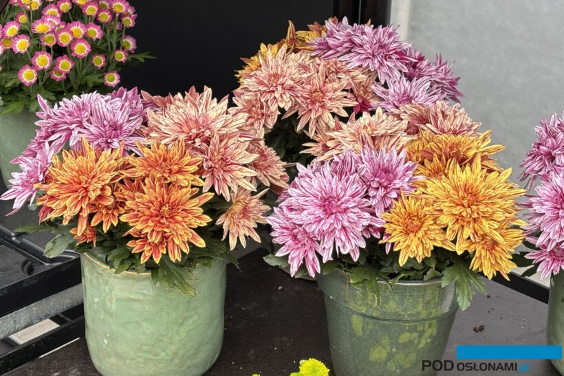 Chryzantemy_Mix odmian z grupy Artistic Jeff_Royal Van Zanten_FlowerTrials 2025_fot. A-Cecot