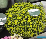 chryzantema Makrut_Royal Van Zanten_FlowerTrials 2025_fot. A-Cecot