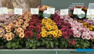 chryzantemy z nowej serii o anemonowych kwiatostanach pokazanej podczas FlowerTrials 2025 jeszcze bez nazwy_Royal Van Zanten_fot. A-Cecot