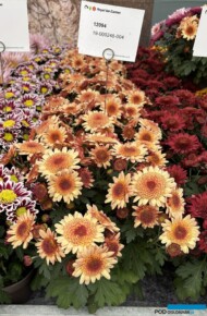 Odmiana chryzantemy z nowej serii o anemonowych kwiatostanach, pokazana podczas FlowerTrials 2025 jeszcze bez nazwy_Royal Van Zanten_fot. A-Cecot