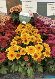 Żółta odmiana chryzantemy z nowej serii o anemonowych kwiatostanach, pokazana podczas FlowerTrials 2025 jeszcze bez nazwy_Royal Van Zanten_fot. A-Cecot