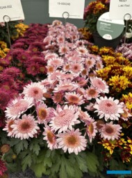 Różowa odmiana chryzantemy z nowej serii o anemonowych kwiatostanach, pokazana podczas FlowerTrials 2025 jeszcze bez nazwy_Royal Van Zanten_fot. A-Cecot