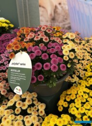 Chryzantemy Jellyfish®_Royal Van Zanten_FlowerTrials_fot. A-Cecot