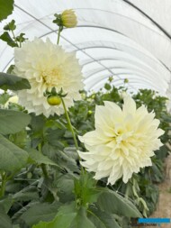 Dalie 'Fleurel' w tunelu_Pod Groblą (fot. A. Cecot)