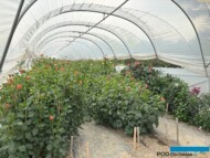 Tunel pojedynczy z testami odmian dalii uprawianych na kwiaty cięte w gospodarstwie "Pod Groblą" w Krasnych-Lasocicach_fot. A-Cecot