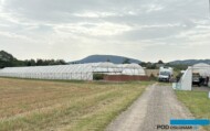 Dwunawowy tunel Hygrove na tle Beskidów (z prawej - mały tunel "techniczny") w gospodarstwie "Pod Groblą" w Krasnych-Lasocicach z uprawą dalii_fot. A-Cecot