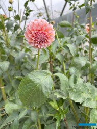 Dalia 'Peaches ‘n Cream'_Pod Groblą (fot. A. Cecot)