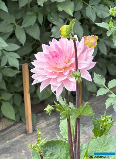 Dalia 'Karma Prospero'_Pod Groblą (fot. A. Cecot)