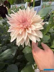 Dalia 'Mini Cafe au Lait'_Pod Groblą (fot. A. Cecot)