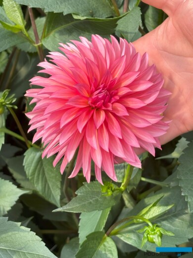 Dalia 'Sandia Ruthje'_Pod Groblą (fot. A. Cecot)