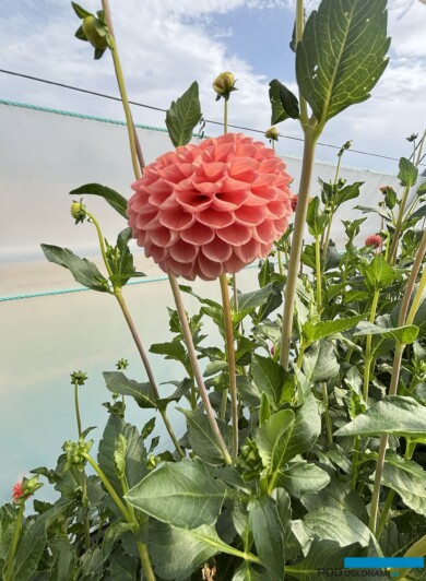 Dalia 'Hapet Amber'_Pod Groblą (fot. A. Cecot)