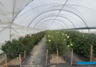 Siatki podpierające rośliny_Uprawa dalii w gospodarstwie "Pod Groblą" w Krasnych-Lasocicach_fot. A-Cecot