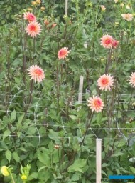 Dalie 'Preference'_Pod Groblą (fot. A. Cecot)