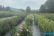 Dalie_Pod Groblą_Krasne-Lasocice_fot. A-Cecot