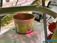 W uprawach pomidorów szklarniowych powszechnie wykorzystywany jest dziubałeczek mączlikowy -Macrolophus pygmaeus (fot. DŁB)