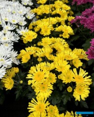 Chryzantema Sollinea® Sunna _Royal Van Zanten_FlowerTrials_fot. A-Cecot