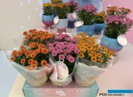 Chryzantemy Jellyfish®_Royal Van Zanten_FlowerTrials 2024_fot. A-Cecot