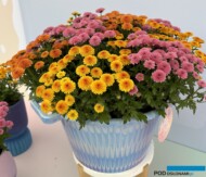 Chryzantemy Jellyfish®_Royal Van Zanten_FlowerTrials 2024_fot. A-Cecot