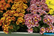 chryzantemy Sollinea® Loki Red i Pink_Royal Van Zanten_FlowerTrials 2024_fot. A-Cecot