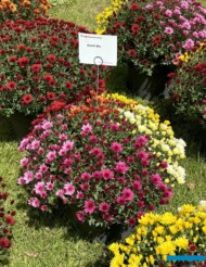 Mix odmian chryzantemy z grupy (serii) AstriX _Royal Van Zanten_FlowerTrials 2024_fot. A-Cecot