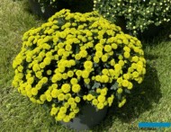 chryzantema Veridissimo Impr_Royal Van Zanten_FlowerTrials _fot. A-Cecot