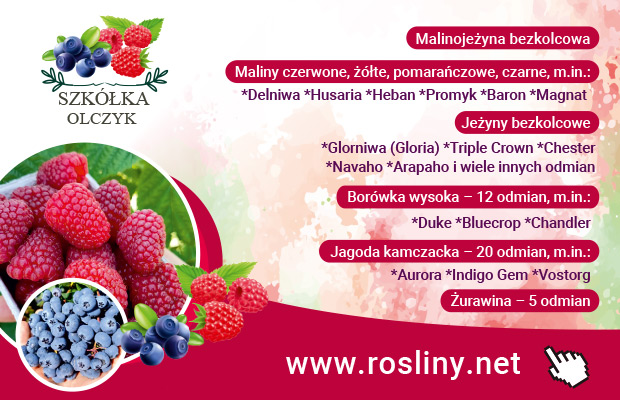 Olczyk_620x400_9-2024-18.09 po zmianie zaakceptowany