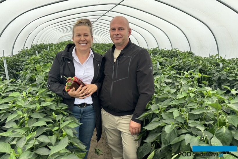 Magdalena i Przemysław Szatanowie specjalizują się w uprawie papryk stożkowych