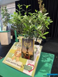 Phillyrea angustifolia ‘Grand Prix’_Green Grand Prix_GrootGroenPlus 2025_fot. A-Cecot